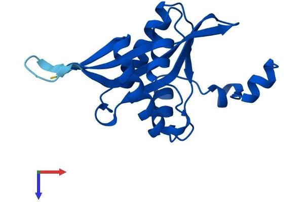 SAT2 Protein (AA 1-170) (His tag)