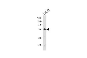 Anti-SD2- Antibody at 1:1000 dilution + C2C12 whole cell lysate Lysates/proteins at 20 μg per lane.