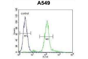 Flow Cytometry (FACS) image for anti-Zinc Finger E-Box Binding Homeobox 1 (ZEB1) antibody (ABIN2906392) (ZEB1 Antikörper)