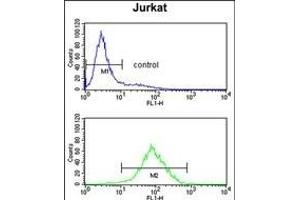 M1H Antibody (Center) (ABIN653037 and ABIN2842651) flow cytometry analysis of Jurkat cells (bottom histogram) compared to a negative control cell (top histogram). (PPM1H Antikörper  (AA 235-263))
