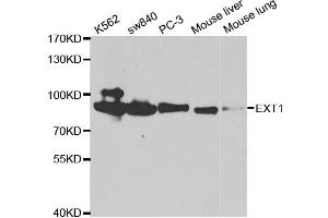 Western blot analysis of extracts of various cell lines, using EXT1 antibody (ABIN5971062) at 1/1000 dilution. (EXT1 Antikörper)