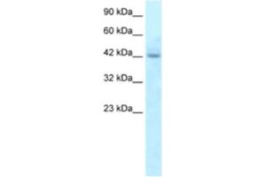Western Blotting (WB) image for anti-Regulator of G-Protein Signaling 20 (RGS20) antibody (ABIN2460855) (RGS20 Antikörper)