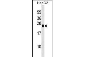 TCEAL6 Antibody (N-term) (ABIN1539371 and ABIN2849745) western blot analysis in HepG2 cell line lysates (35 μg/lane). (TCEAL6 Antikörper  (N-Term))