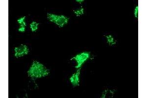 Anti-OXNAD1 mouse monoclonal antibody (ABIN2454736) immunofluorescent staining of COS7 cells transiently transfected by pCMV6-ENTRY OXNAD1 (RC203565). (OXNAD1 Antikörper)