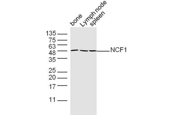 NCF1 Antikörper  (AA 151-250)