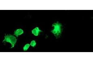 Anti-FOLH1 mouse monoclonal antibody (ABIN2455685) immunofluorescent staining of COS7 cells transiently transfected by pCMV6-ENTRY FOLH1 (RC218310). (PSMA Antikörper)