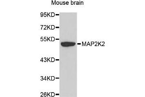 Western blot analysis of extracts of mouse brain, using MAP2K2 antibody. (MEK2 Antikörper)