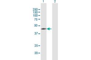 Western Blot analysis of T expression in transfected 293T cell line by T MaxPab polyclonal antibody. (T Brachyury Protein (AA 1-377) Antikörper)