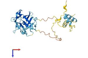 FRG1 Protein (AA 1-258) (His tag)