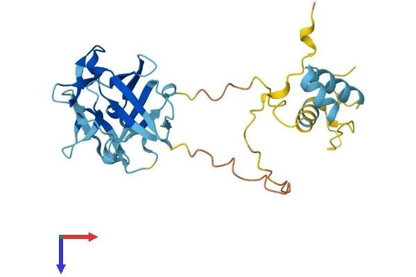FRG1 Protein (AA 1-258) (His tag)