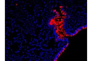Image no. 1 for anti-RELM alpha antibody (ABIN465191) (RELM alpha Antikörper)