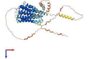 SLC19A1 Protein (AA 1-591) (His tag)
