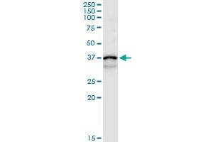 Immunoprecipitation of CTSS transfected lysate using anti-CTSS MaxPab rabbit polyclonal antibody and Protein A Magnetic Bead , and immunoblotted with CTSS purified MaxPab mouse polyclonal antibody (B02P) . (Cathepsin S Antikörper  (AA 1-331))