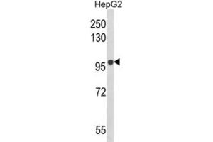 Western Blotting (WB) image for anti-B-Cell Scaffold Protein with Ankyrin Repeats 1 (BANK1) antibody (ABIN3003860) (BANK1 Antikörper)