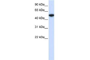 WB Suggested Anti-COPS2 Antibody Titration:  0. (COPS2 Antikörper  (N-Term))
