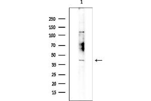 Western blot analysis of lysates from Mouse testis, using TAS2R4 Antibody at 1/1000 dilution.