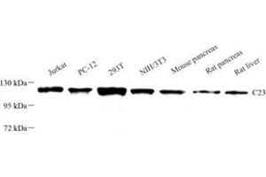 Western blot analysis of C23 (ABIN7074906) at dilution of 1: 1000 (Nucleolin Antikörper)