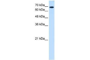 Ribophorin II antibody used at 0. (Ribophorin II Antikörper  (N-Term))