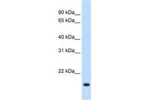 Western Blotting (WB) image for anti-Regulator of G-Protein Signaling 2 (RGS2) antibody (ABIN2462639) (RGS2 Antikörper)