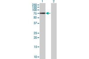 Western Blot analysis of VTN expression in transfected 293T cell line by VTN MaxPab polyclonal antibody. (Vitronectin Antikörper  (AA 1-478))