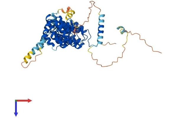 Bystin-Like Protein (BYSL) (AA 1-436) (His tag)