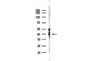 anti-Nuclear Transcription Factor Y, alpha (NFYA) (C-Term) antibody