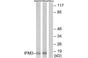 Western blot analysis of extracts from HepG2 cells and HeLa cells, using IFM3 antibody.
