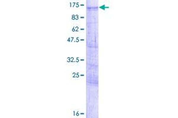 LZTS2 Protein (AA 1-669) (GST tag)