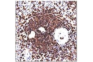 IHC testing of human spleen stained with 158-4D3 mAb. (CD45RA Antikörper)