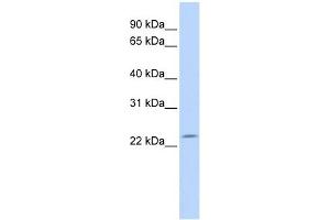 RP11-529I10. (DPCD Antikörper  (N-Term))