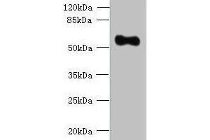 Western blot All lanes: OSGIN2 antibody at 0. (OSGIN2 Antikörper  (AA 1-250))