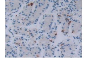 IHC-P analysis of Human Stomach Tissue, with DAB staining. (FGF18 Antikörper  (AA 10-199))