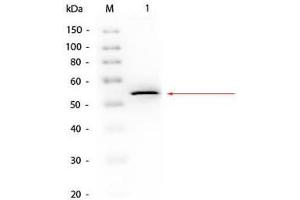 Western Blotting (WB) image for Streptavidin protein (HRP) (ABIN964537)