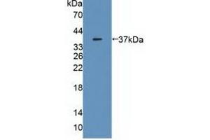 Figure. (MDH2 Antikörper  (AA 25-338))