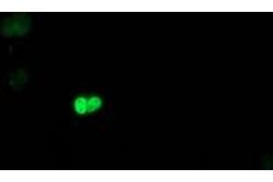 Image no. 2 for anti-Polymerase (RNA) II (DNA Directed) Polypeptide E, 25kDa (POLR2E) antibody (ABIN1500335) (POLR2E Antikörper)