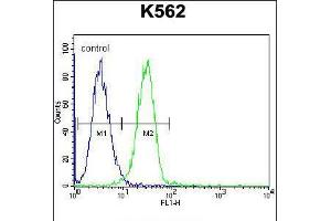 Flow cytometric analysis of K562 cells (right histogram) compared to a negative control cell (left histogram). (UAP1L1 Antikörper  (N-Term))