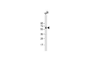 Anti-FGR Antibody (N-term) at 1:1000 dilution + Raji whole cell lysate Lysates/proteins at 20 μg per lane. (Fgr Antikörper  (N-Term))