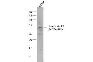 Dog MDCK lysates probed with phospho-AQP2(Ser264+261) Polyclonal Antibody, Unconjugated  at 1:2000 dilution and 4˚C overnight incubation. (AQP2 Antikörper  (pSer261, pSer264))