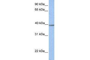 WB Suggested Anti-AMT Antibody Titration: 0. (Aminomethyltransferase Antikörper  (N-Term))