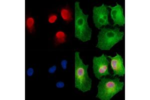 ABIN7095262 and ABIN7099319 staining  cells by IF/ICC. (ZFR Antikörper)