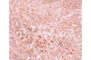 Immunohistochemical staining of mouse kidney tissue with SEC16B polyclonal antibody  at 5 ug/mL dilution. (SEC16B Antikörper  (C-Term))