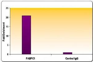 RNA pol II CTD phospho Ser5 antibody tested by ChIP analysis. (Rpb1 CTD Antikörper  (pSer5, Ser5))