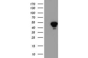 Western Blotting (WB) image for anti-N-Acyl Phosphatidylethanolamine phospholipase D (NAPEPLD) antibody (ABIN1499647) (NAPEPLD Antikörper)