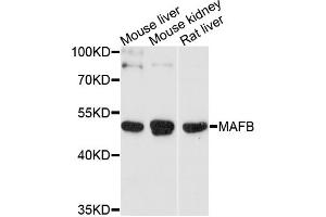 Western blot analysis of extracts of various cell lines, using MAFB antibody (ABIN4904280) at 1:1000 dilution. (MAFB Antikörper)