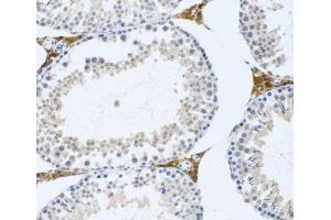 Immunohistochemistry of paraffin-embedded Mouse testis using FMOD Polyclonal Antibody at dilution of 1:100 (20x lens). (Fibromodulin Antikörper)