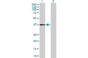 Western Blot analysis of BAT4 expression in transfected 293T cell line by BAT4 MaxPab polyclonal antibody. (BAT4 Antikörper  (AA 1-356))