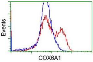 HEK293T cells transfected with either RC210485 overexpress plasmid (Red) or empty vector control plasmid (Blue) were immunostained by anti-COX6A1 antibody (ABIN2452918), and then analyzed by flow cytometry. (COX6A1 Antikörper)