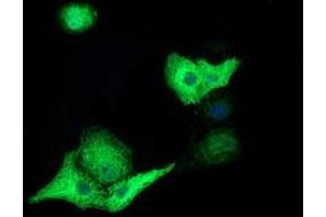 Anti-TACC3 mouse monoclonal antibody (ABIN2453829) immunofluorescent staining of COS7 cells transiently transfected by pCMV6-ENTRY TACC3 (RC210754). (TACC3 Antikörper)