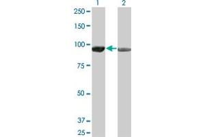 Western Blot analysis of AMPD2 expression in transfected 293T cell line by AMPD2 monoclonal antibody (M01), clone 2F5. (AMPD2 Antikörper  (AA 86-185))