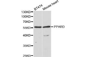 Western blot analysis of extracts of various cell lines, using PPARD antibody (ABIN5973301) at 1/1000 dilution. (PPARD Antikörper)